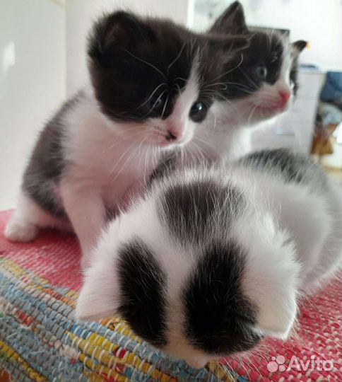 Красивые котята. Два котика и кошечка