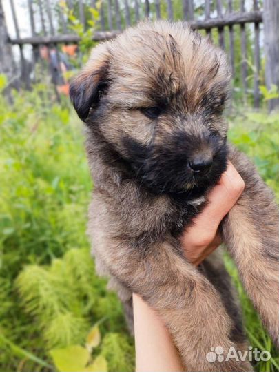 Замечательные щенки