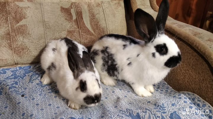 Кролики разных пород,ризены, строкачи(нпв)