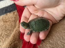 Маленькая черепаха