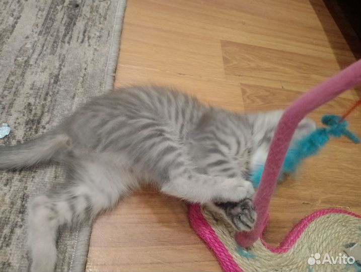 Вислоухие котята