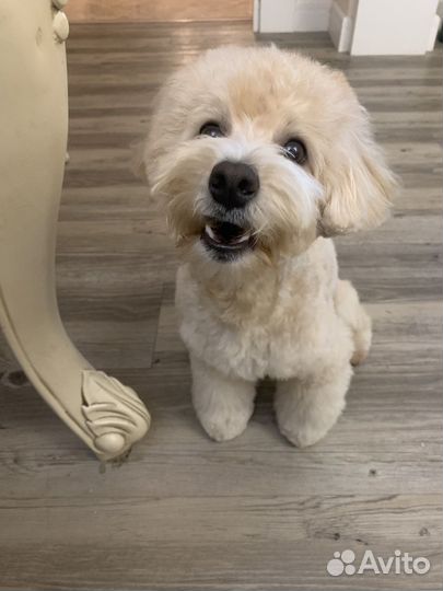 Вязка мальтипу