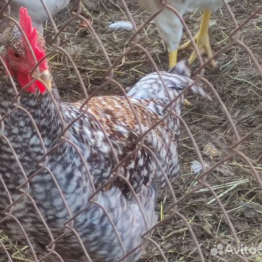 Молодые петушки