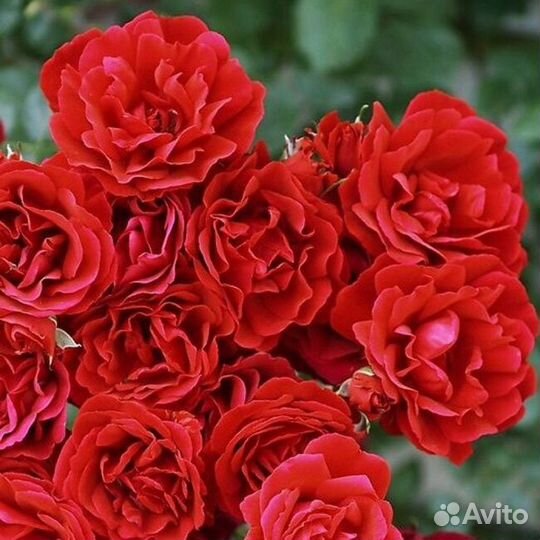 Роза Симпатия. Саженцы окс