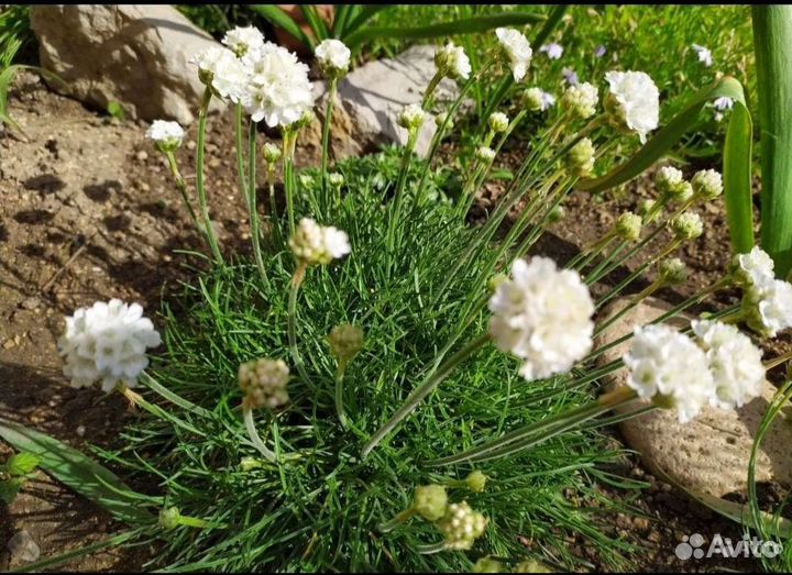 Молочай, медуница, мускари, будлея