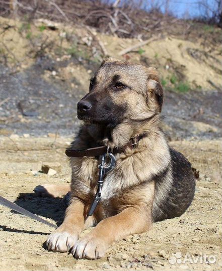 Собака Кейт