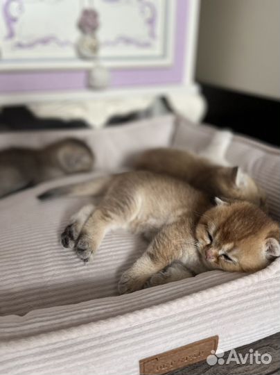 Шотландские золотые шиншиллы котята