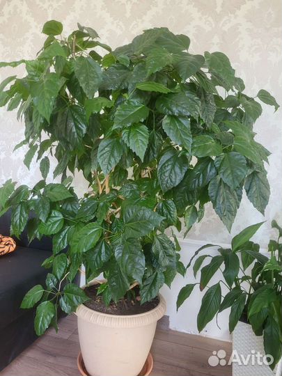 Гибискус китайская роза