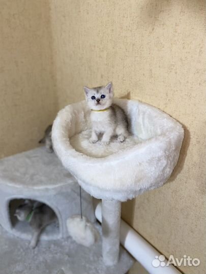 Серебристая тикированная шиншилла