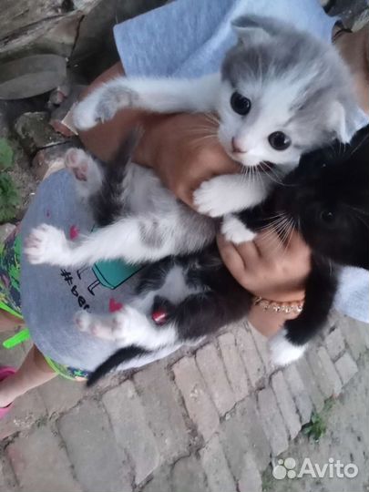 Котята 2 вислоухих два нет бесплатно