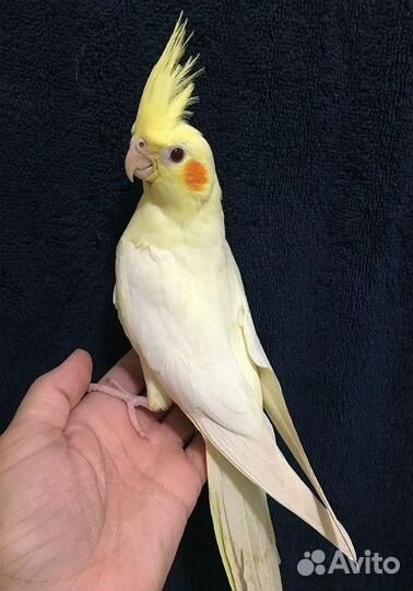 Попугаи корелла птенцы