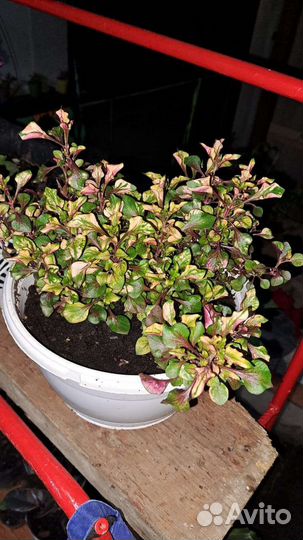 Альтернантера