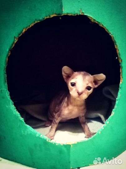 Донской сфинкс котята