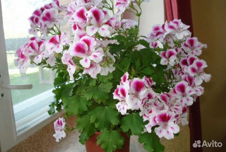 Пеларгония герань