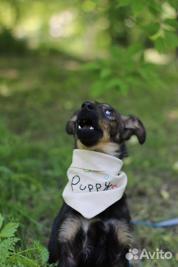 Щенок в добрые руки