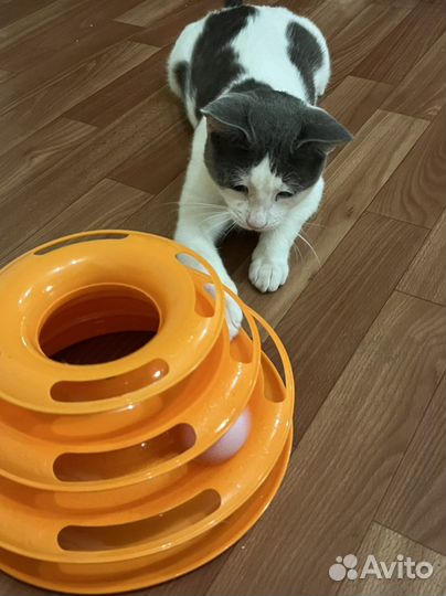 Котик в добрые руки
