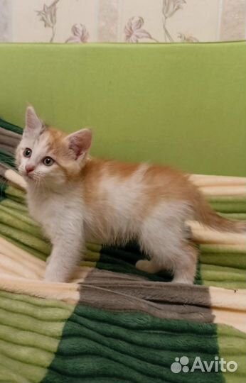 Котенок в добрые руки