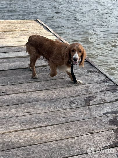 Русский спаниель