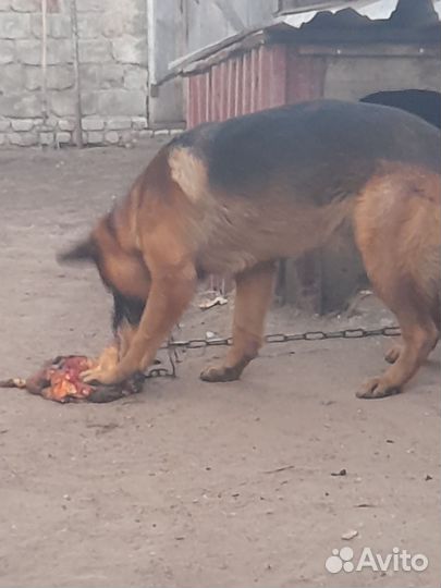 Немец для вязки