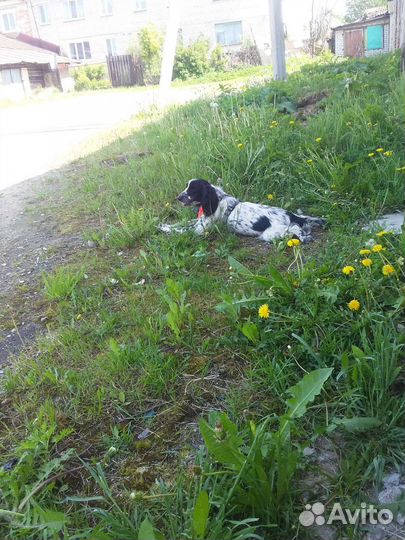 Собаки бесплатно в добрые руки