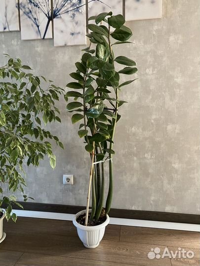 Замиокулькас (долларовое дерево)