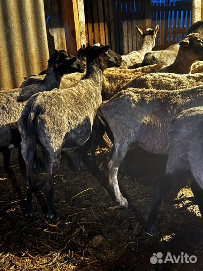 Романовские овцы племенные