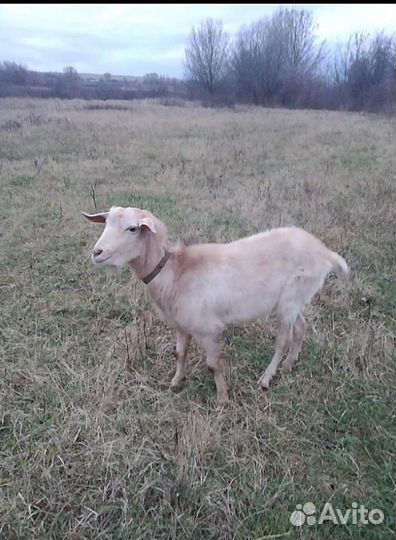 Козел нубийский