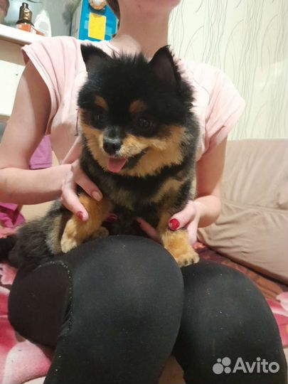 Мини шпиц вязка