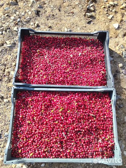 Клюква оптом свежая