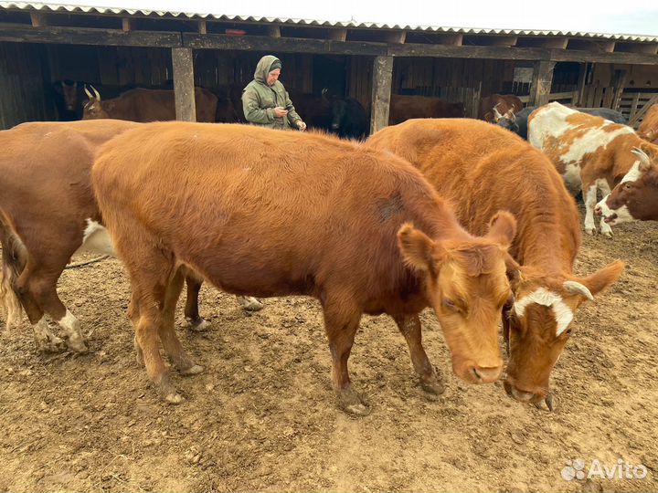 Нетели и коровы