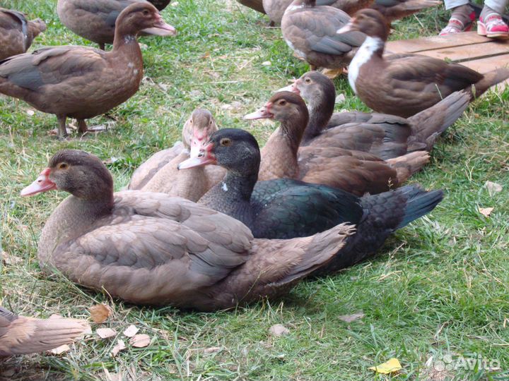 Индоутаки и индоутки тяжелых линий