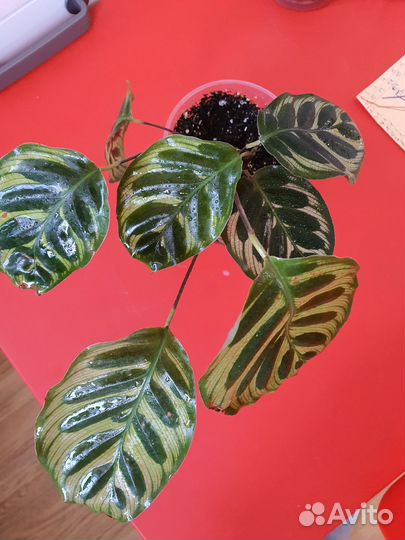 Калатея макояна