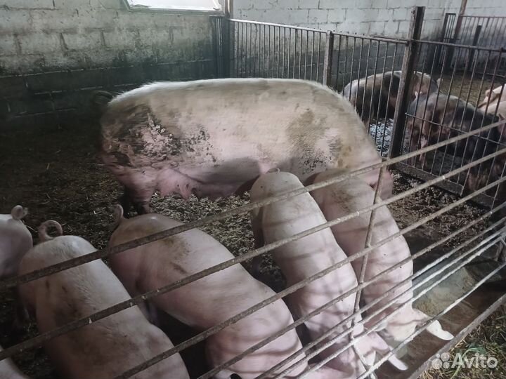 Продаётся хрячок