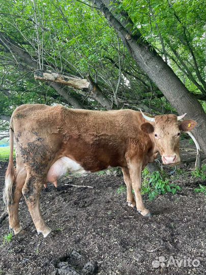 Корова дойная