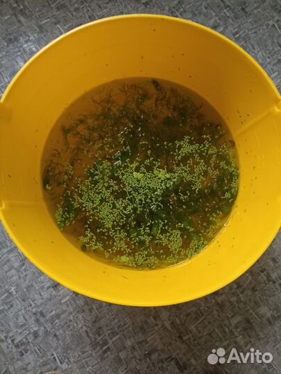 Аквариумные растения, креветки