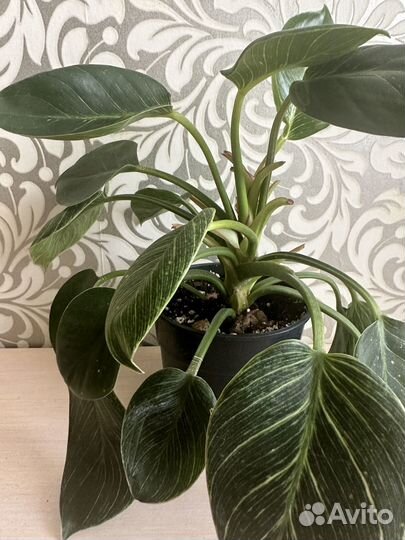 Комнатные растения