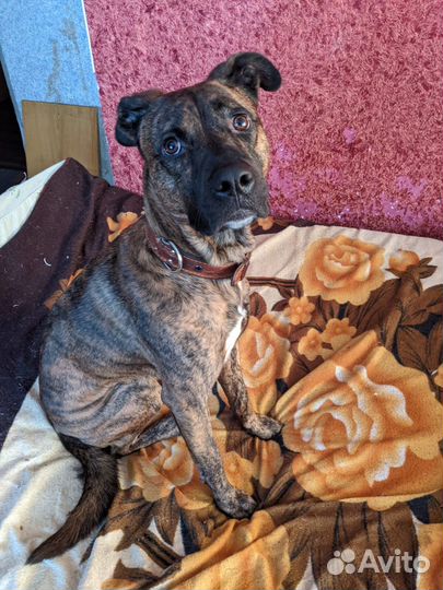 Чарли ищет дом