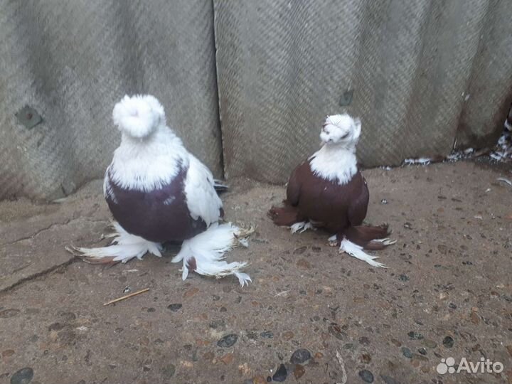 Продаются благодарненские и бакинцы голуби