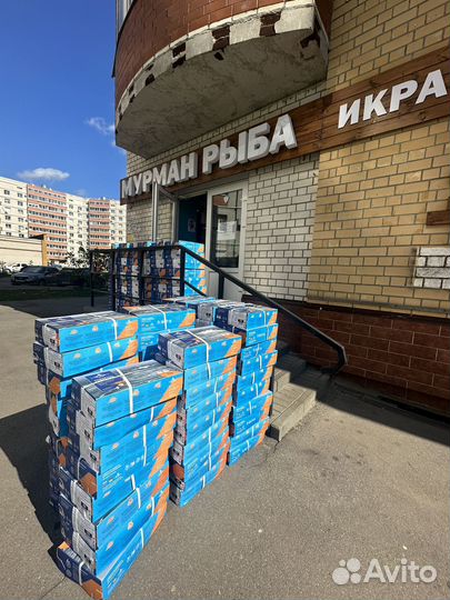 Мурманские креветки 250+ оптом