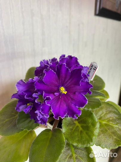 Детки сортовых фиалок