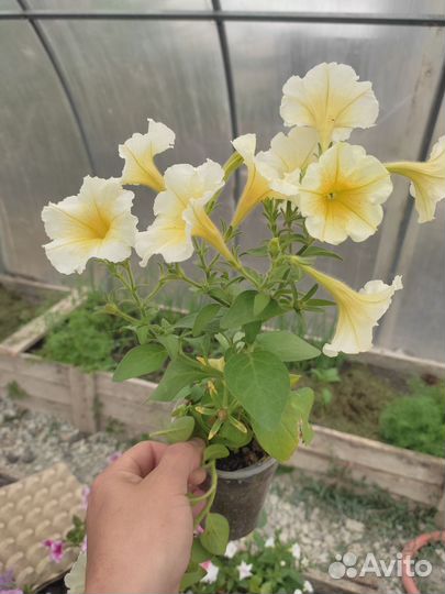 Петуния каскадно ампельная сортовая