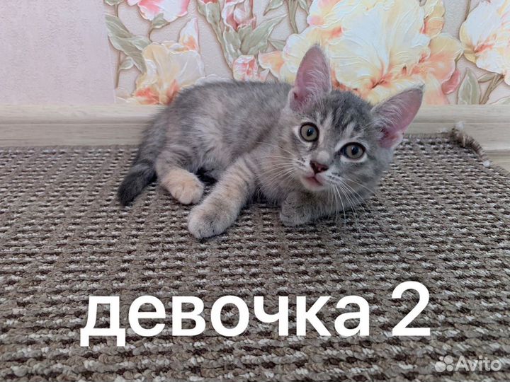 Котята в добрые руки