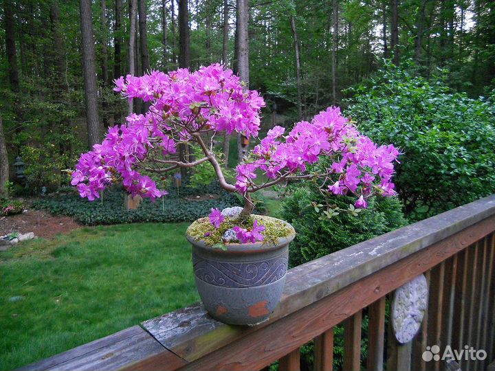 Церцис канадский бонсай(семена)