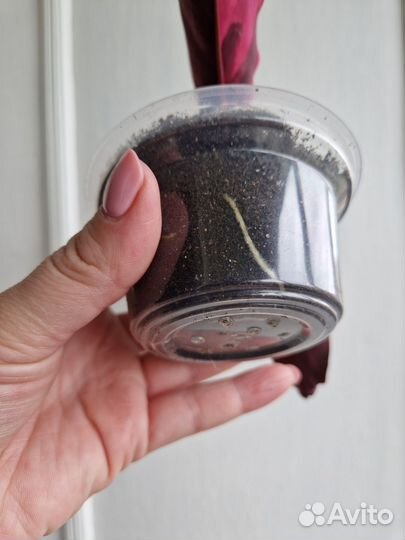 Монстера. Строманта