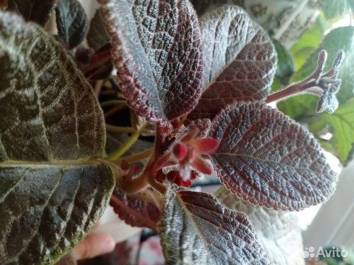 Эписция Chocolate Cream шоколадный крем