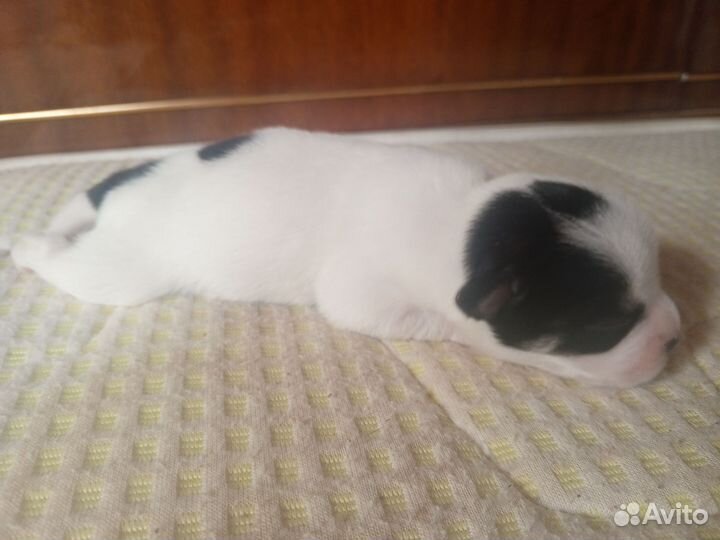 Щенки от маленькой собачки бесплатно