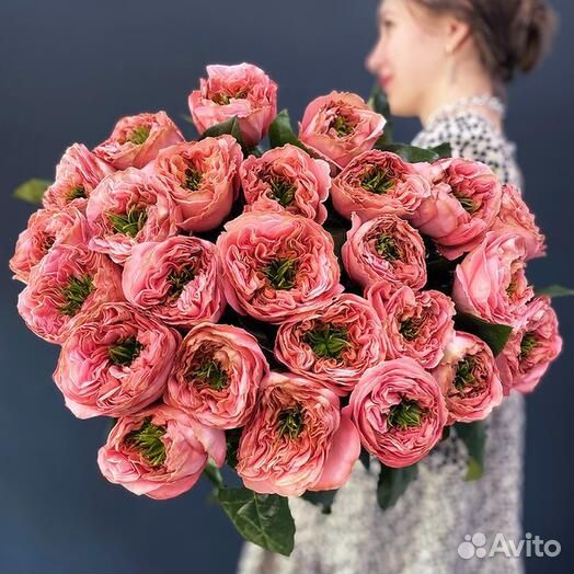 Роза пионовидная Эквадор