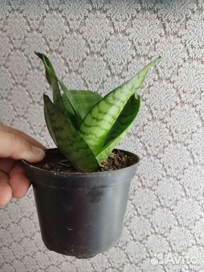 Сансевиерия