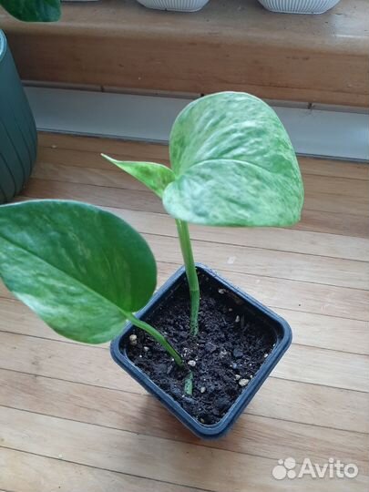 Филаденрон