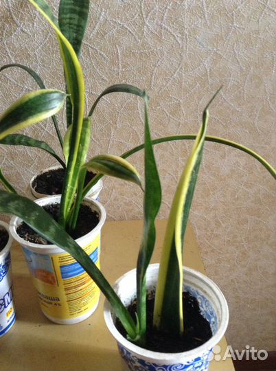 Комнатные растения от